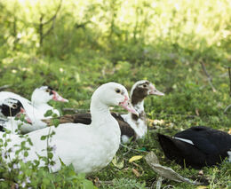Na západě Německa se objevilo ohnisko ptačí chřipky, vybili tam 30.000 kachen 