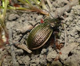 Místo pro přírodu V Lyngu – další půlhektar nejen pro vzácné brouky