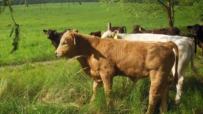 Ekostatek rodiny Řezníčkovy