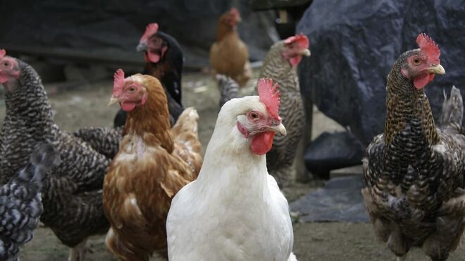 Turistatek Javořice