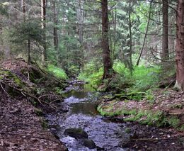 Lesnická věda v roce 2024