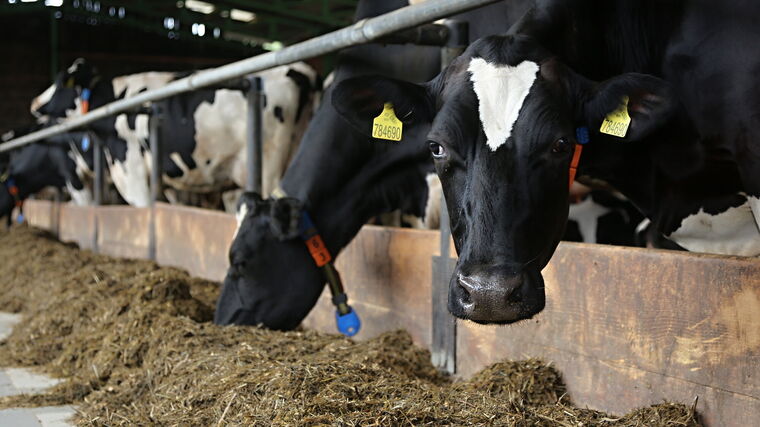 Jak se dařilo českým zemědělcům v roce 2025? S předsedou ASZ ČR Jaroslavem Šebkem na ČT24