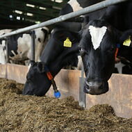 Jak se dařilo českým zemědělcům v roce 2025? S předsedou ASZ ČR Jaroslavem Šebkem na ČT24