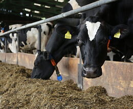 Jak se dařilo českým zemědělcům v roce 2025? S předsedou ASZ ČR Jaroslavem Šebkem na ČT24