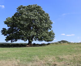 Farma Rosa – stříbrný medailista v programu ASZ ČR Pestrá krajina