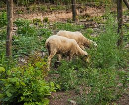 Hospodaření ve výmladkových lesích: zkáza pro les, či nikoli? Odpovědi hledají vědci LDF MENDELU
