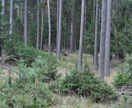 Pro budoucnost lesů je důležité znát vliv jedle na půdu