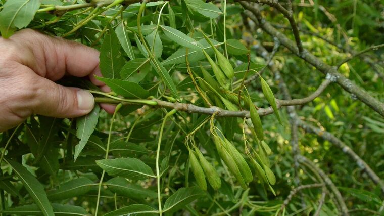 MENDELU v čele mezinárodního projektu zaměřeného na ochranu a zachování jasanu úzkolistého
