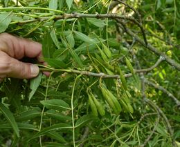 MENDELU v čele mezinárodního projektu zaměřeného na ochranu a zachování jasanu úzkolistého