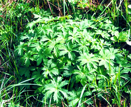 Mezi významné plevele v posledních letech patří i plevele z čeledi Geraniaceae – Kakostovité