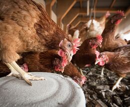 První německé země zavedly kvůli ptačí chřipce povinnost chovu v halách