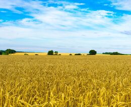 Týden v zemědělství podle Petra Havla - č. 30