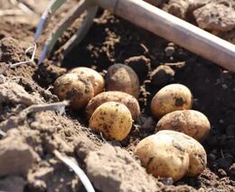 V ČR začala sklizeň raných brambor, přibližně o týden později než loni