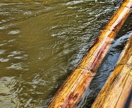 AP: Budoucnost zemědělství na vodě - krávy na lodích, sazenice na vorech 