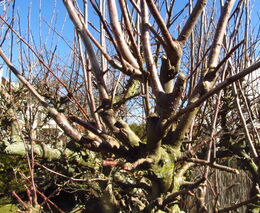 Ovocnářův rok – únor a březen (zima a předjaří)