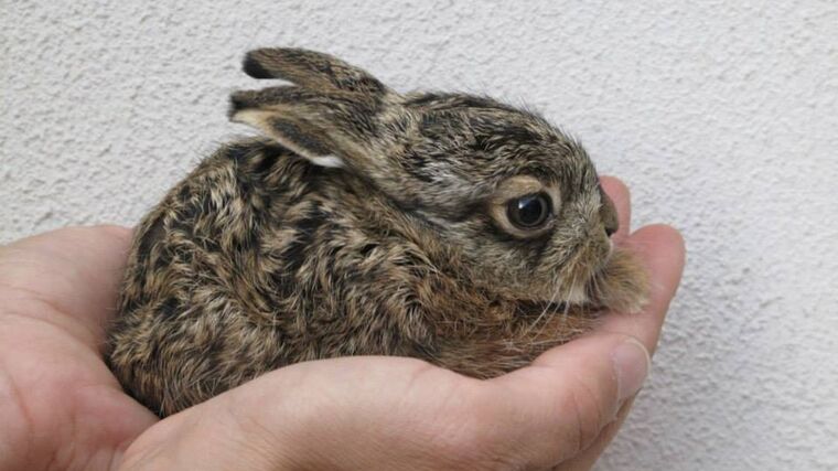 Pražská zvířecí záchranka: sezóna malých zajíčků začala!