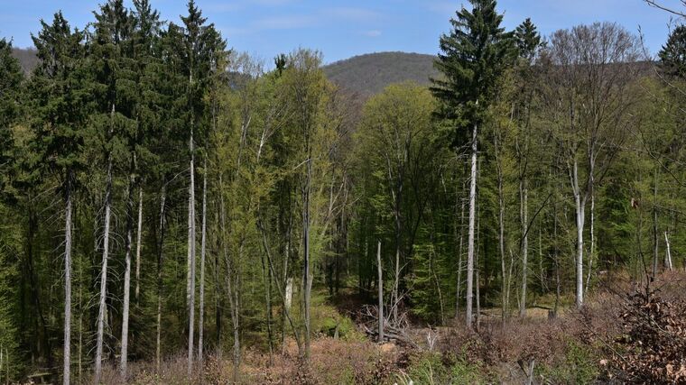 Odolnost lesů proti změnám klimatu závisí na jejich genetické rozmanitosti