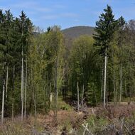 Odolnost lesů proti změnám klimatu závisí na jejich genetické rozmanitosti