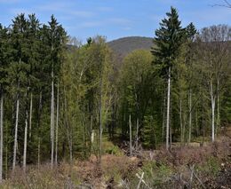 Odolnost lesů proti změnám klimatu závisí na jejich genetické rozmanitosti