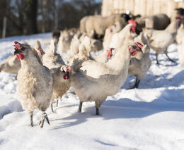 Zemědělce nejprve oškubeme jako slepice a pak z nich uděláme ovce 