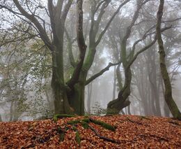 Vědci MENDELU se podílí na ochraně francouzského přírodního parku Morvan