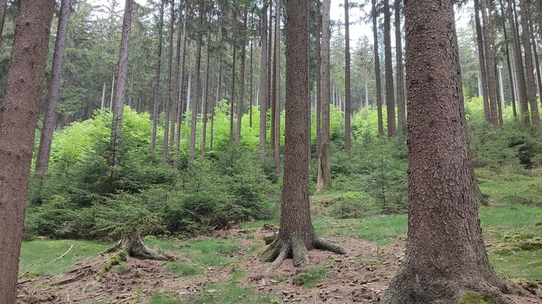 Nestátní vlastníci lesů: Zásadní připomínky týkající se daně z nemovitých věcí