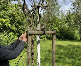 Povýsadbová péče se ukazuje jako zcela zásadní pro přežití stromů ve městech