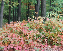 Ovlivňuje dub červený kvalitu lesních půd?