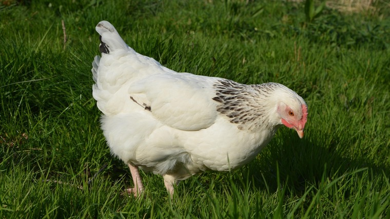 Seminář: Chov brojlerů v regenerativním zemědělství