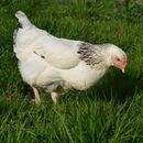 Seminář: Chov brojlerů v regenerativním zemědělství