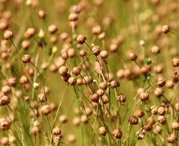 O udržitelný len je zájem. České lnářství ale prakticky vymizelo a příze se často vozí z Číny