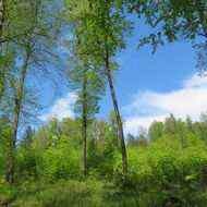 ‚Už nepotřebujeme zákon, který v majiteli lesa vidí predátora,‘ říká lesník.