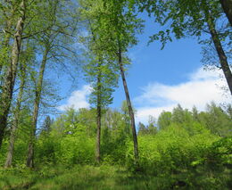 Souhrn lesnických dotací: Nárok mají i majitelé nejmenších lesů.