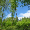 ‚Už nepotřebujeme zákon, který v majiteli lesa vidí predátora,‘ říká lesník.