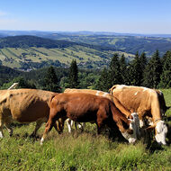 Rodinná společnost Zemex