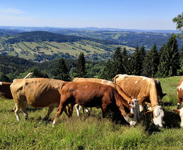 Je libo paštiku, guláš či vývar? V Liberci je automat na biohovězí z Krkonoš