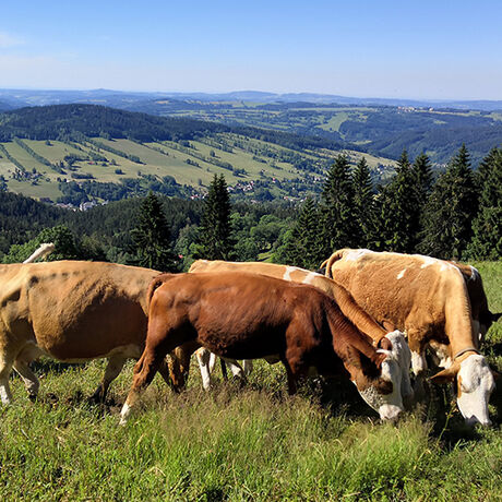 Rodinná společnost Zemex