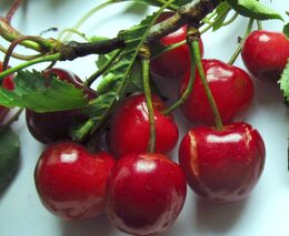 Ovocnářův rok – květen a červen (pozdní jaro a začátek léta)