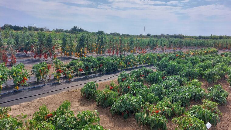 Na Zahradnické fakultě odhalují bakteriální infekci rostlin již v osivu