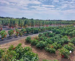 Na Zahradnické fakultě odhalují bakteriální infekci rostlin již v osivu