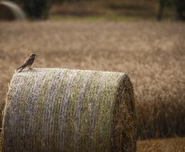 Vědci: Početnost i rozmanitost ptactva v polích je v Rakousku proti ČR vyšší
