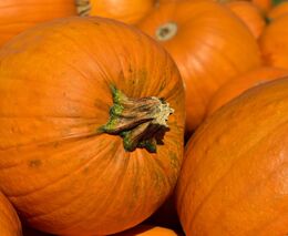 Zemědělci by o víkendu měli počítat s nočními a ranními přízemními mrazíky 