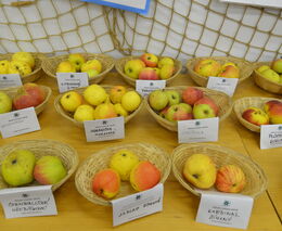 Pozvánka na Zemskou výstavu ovoce starých odrůd na výstavišti Flora Olomouc 