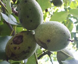 Najděte vrtuli ořechovou! Staňte se občanským výzkumníkem.