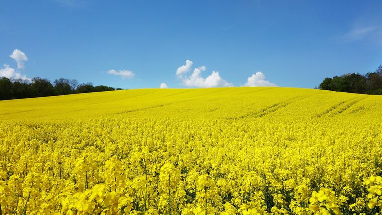 Pokud hrozí hladomor, není možné bránit biopaliva. Evropa přimíchává 17 tisíc tun oleje denně