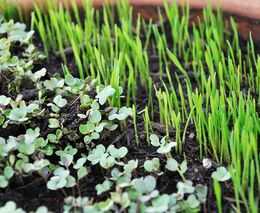 Vědci zkouší prodloužit život imunitním buňkám, využívají látky chránící rostliny před stresem