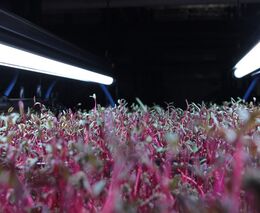 Future Farming v Česku postaví už třetí velkou aquaponickou farmu