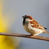 Proč zpívají ptáci brzy ráno? Aby se vyhnuli dopravní špičce, říká biolog