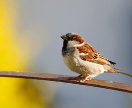 Den otevřených dveří na EKOFARMĚ PROBIO - Návrat ptáků a hmyzu do zemědělské krajiny