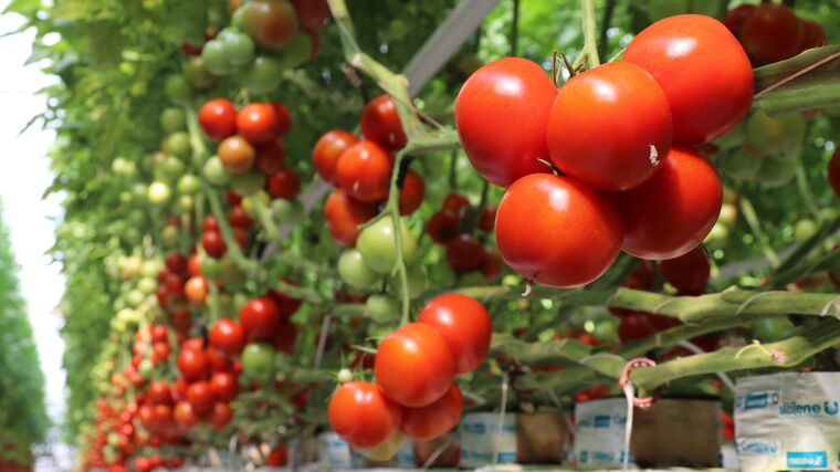 Stroj mezi rajčaty vidí víc než farmář, na farmě v Brně testují robota Frantu